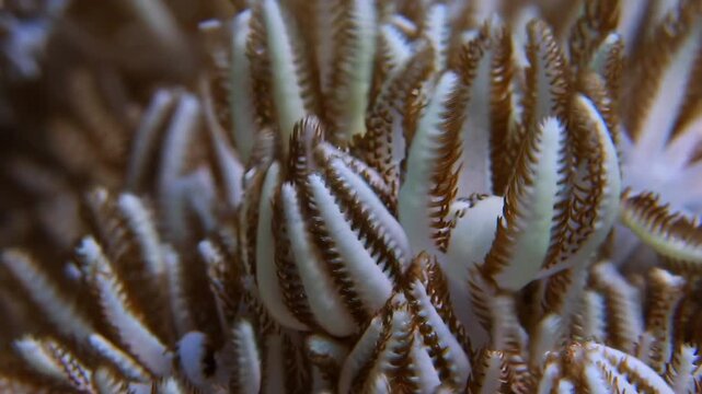 Mesmerizing Pulsing Xenia Coral Polyps Gently Swaying in a Vibrant Underwater Macro Shot.