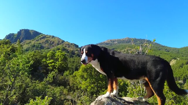 The Entlebucher Mountain Dog is an excellent climber in the wild.