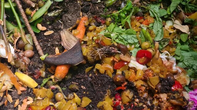 Organic kitchen leftovers collected in a household compost bin, illustrating the circular economy as biodegradable materials break down into nutrient-rich soil for sustainable gardening