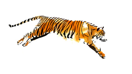Tiger © Anand Purohit