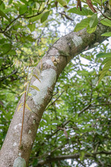Fototapeta premium Old tree bark texture with moss and tiny epiphytes. Rough forest trunk detail for natural background use. Close botanical surface with lichen and wild plants