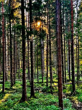 forest in autumn