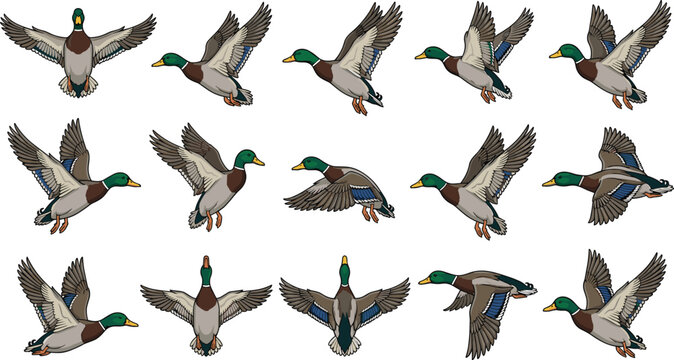 Mallard Duck Flying Poses Vector Set With Multiple Angles And Wing Positions On White Background