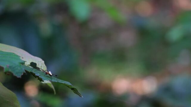 Macro Insect spider on Green Forest Leaf in Pokhara Nepal | Himalayan Wildlife Close Up 4K
