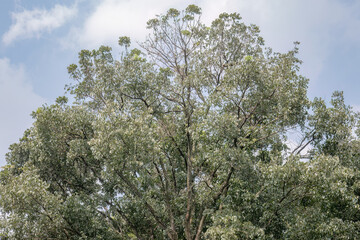 Fototapeta premium High tree crown with airy sky for eco travel advertising. Sunlit tropical canopy offering clean natural copy space. Elegant foliage silhouette for climate and park promotion