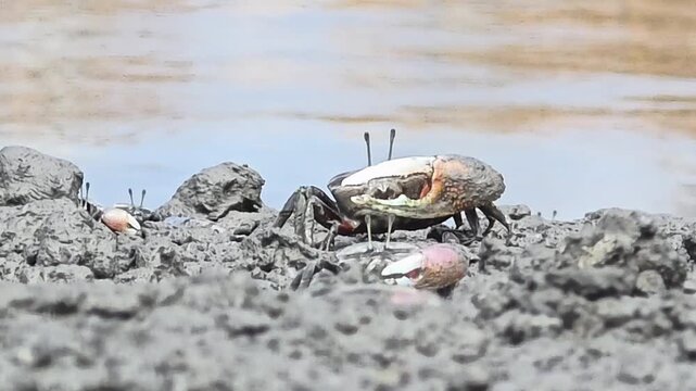 Endangered White-clawed Fiddler Crab showing large claw behavior #016학명:Austruca lactea