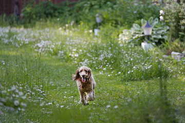 Fototapeta premium Brown dog running through a grassy yard filled with white flowers and surrounded by a wooden fence and lush green plants in a serene outdoor setting
