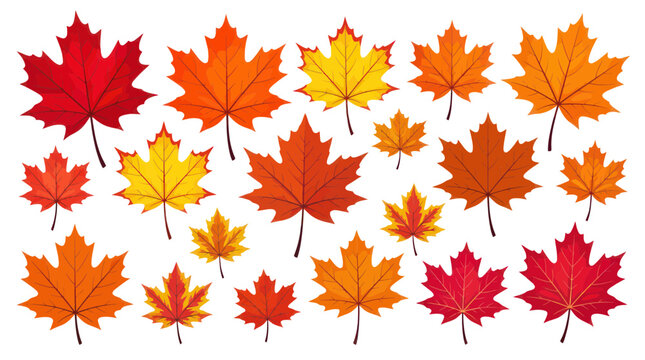 Colorful autumn maple leaves collection in red orange and yellow