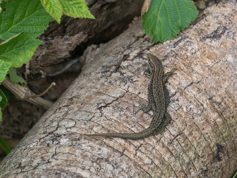 A Common Lizard basking on a Log