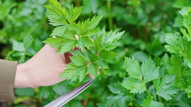 Close-up of fresh green celery being cut with scissors in a natural garden setting. Smoothie preparation, cooking, healthy eco-friendly lifestyle, preparing meals from farm-fresh ingredients, recipes