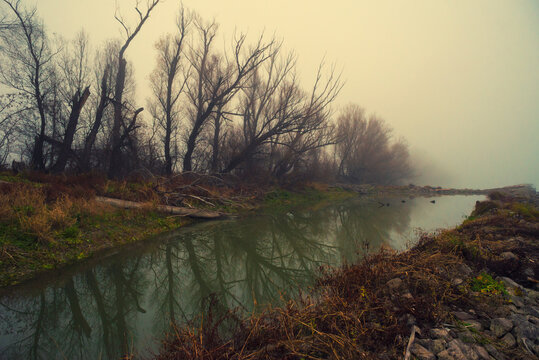 Dark winter landscape showing trees on the river shore on a misty day