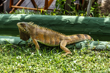 Fototapeta premium The Green Iguana, Iguana iguana, is a large species of lizard native to Central and South America.