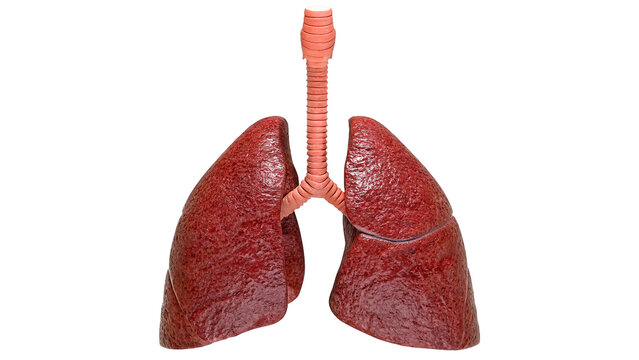 Anatomical model structure of human lungs respiratory system medical science isolated on transparent background