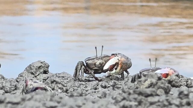 Endangered White-clawed Fiddler Crab showing large claw behavior #018학명:Austruca lactea