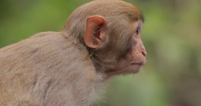 Young rhesus macaque monkey profile close up looking around in natural outdoor setting.