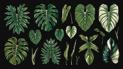 Collection of Exotic Tropical Plant Leaves on Black Background © alifya
