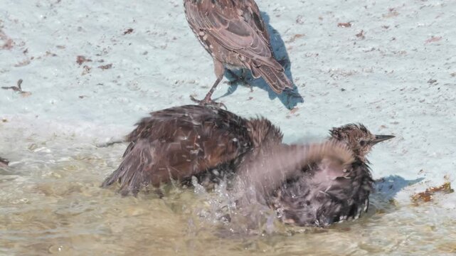 A captivating wildlife scene unfolds as a group of fledgling starlings immerse themselves in a refreshing bath on a scorching summer day, showcasing dynamic motion and natural behavior.