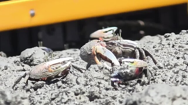 Endangered White-clawed Fiddler Crab showing large claw behavior #020학명:Austruca lactea