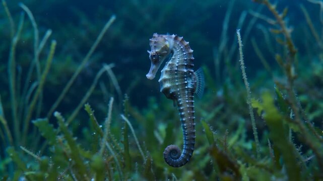 A graceful seahorse floats upright amidst green sea grass in clear ocean water, eye-level side close-up
