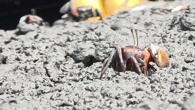 Endangered White-clawed Fiddler Crab showing large claw behavior #021학명:Austruca lactea