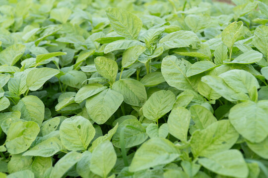 Close-up of dense green spinach leaves growing in a cultivated bed, showcasing healthy tropical leafy vegetables and fresh agricultural cultivation.