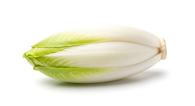 Single belgian endive chicory isolated on white background
