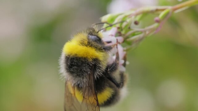Close up video of a buff-tailed bumblebee collecting nectar from valerian flowers in slow motion during a summer day.