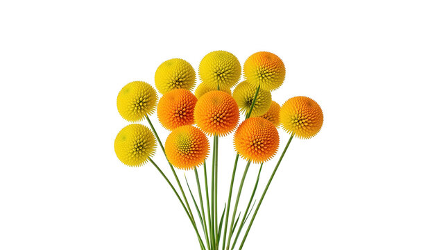 Yellow and Orange Globe Flowers Isolated on Transparent Background