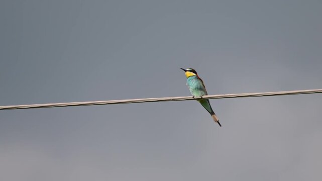 a vibrant European bee-eater perched on a power line against a soft, overcast sky.