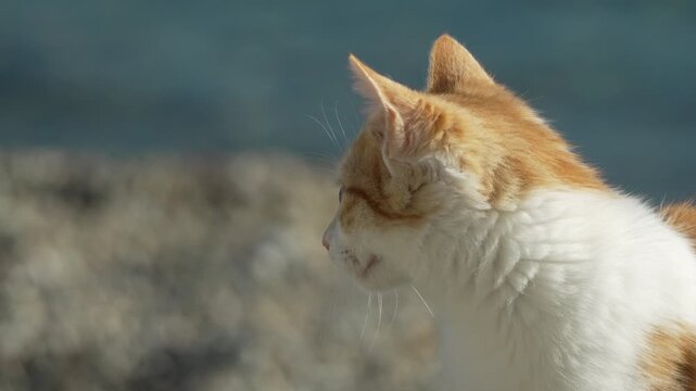 Kitten tabby walking slowly approaches the camera. An orange and white cat moves cautiously on a sunny gravel beach outdoors.