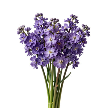 Elegant bouquet of ixia flowers in full bloom presents a captivating floral display