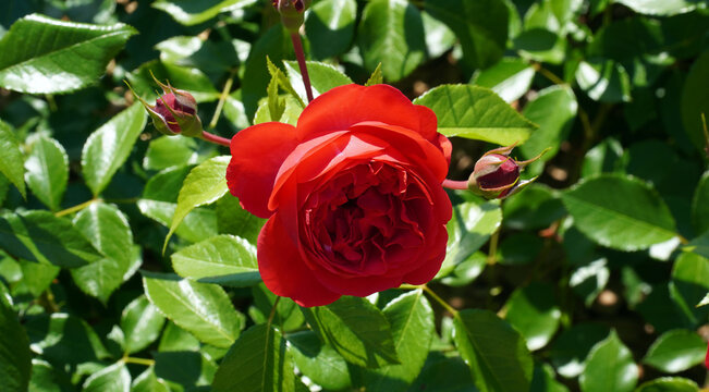 Close-up of beautiful marreta roses under intense sun