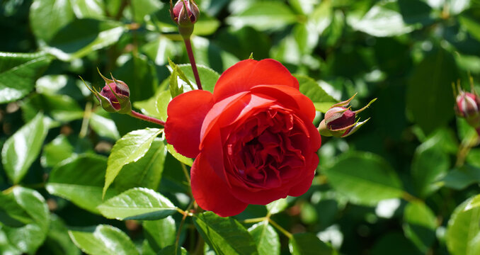 Close-up of beautiful marreta roses under intense sun