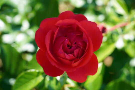 Close-up of beautiful marreta roses under intense sun