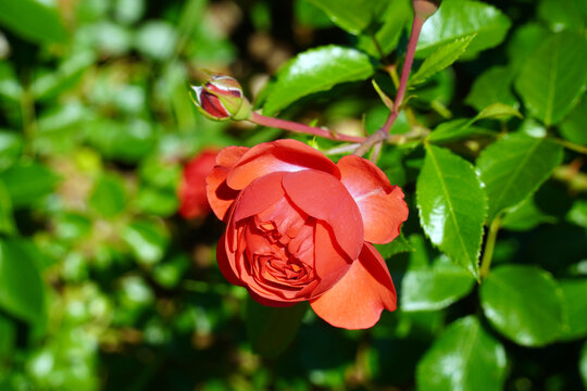 A beautiful rose of marreta under the intense sun