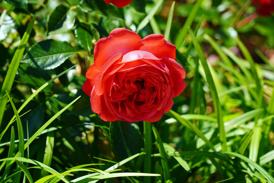 A beautiful rose of marreta under the intense sun