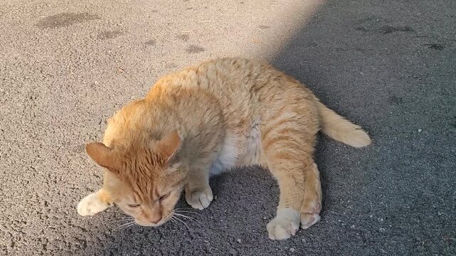 Cute Ginger Stray Cat Lying on the Street, Yawning and Relaxing Peacefully