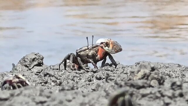 Endangered White-clawed Fiddler Crab showing large claw behavior #022학명:Austruca lactea
