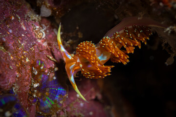 Nudibranch @ Komodo, Indonesia © Travel Tips Stories