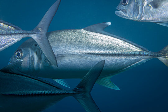 Jack fish @ Komodo, Indonesia