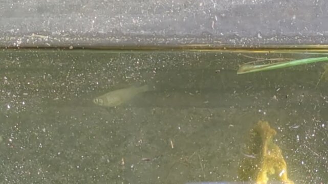 4K slow‑motion zoom shot of a single medaka fish swimming in a mossy, sediment‑filled biotope tank in Japan
