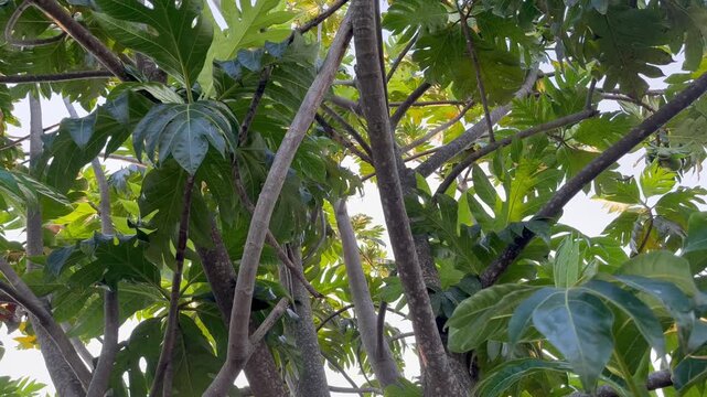 Lush Green Breadfruit Tree Leaves in Tropical Forest