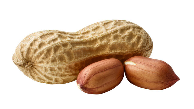 Isolated peanut in shell with two shelled peanuts delicious nutritious snack ingredient
