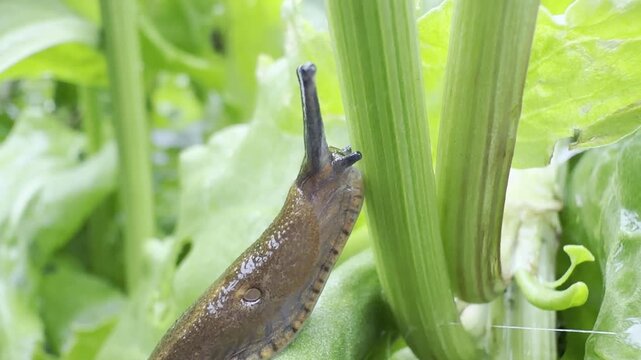 Slug on green garden plant