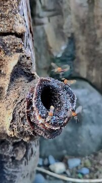 Close up of stingless bees flying around the hive entrance