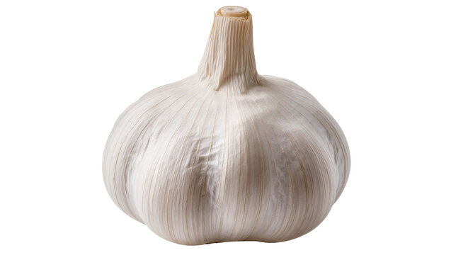 Isolated whole garlic bulb showing textured papery skin a staple aromatic cooking ingredient