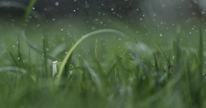 Golf ball sitting in wet green grass with water droplets splashing.