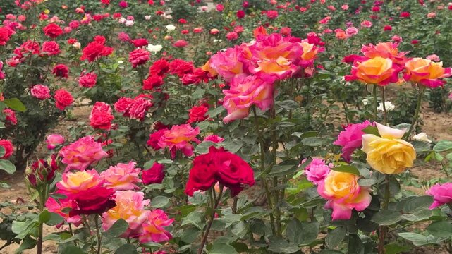 Many colorful roses blooming in a large sunny garden. Vibrant red, pink and yellow flower bed in the park. Natural spring landscape for botanical design and floral background concept.
