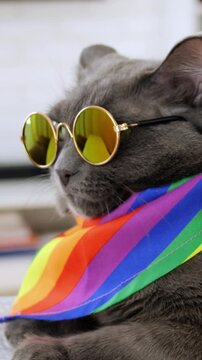 Toronto, Canada, January 12, 2026: Gray cat playfully wears round sunglasses and rainbow scarf, motion of paw reaching for eyewear, retro gold frames, indoor lifestyle scene, confident relaxed