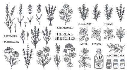 Botanical herbal sketches with lavender chamomile and apothecary jars © tuyun